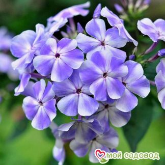 Посадка и уход за флоксом Ладога